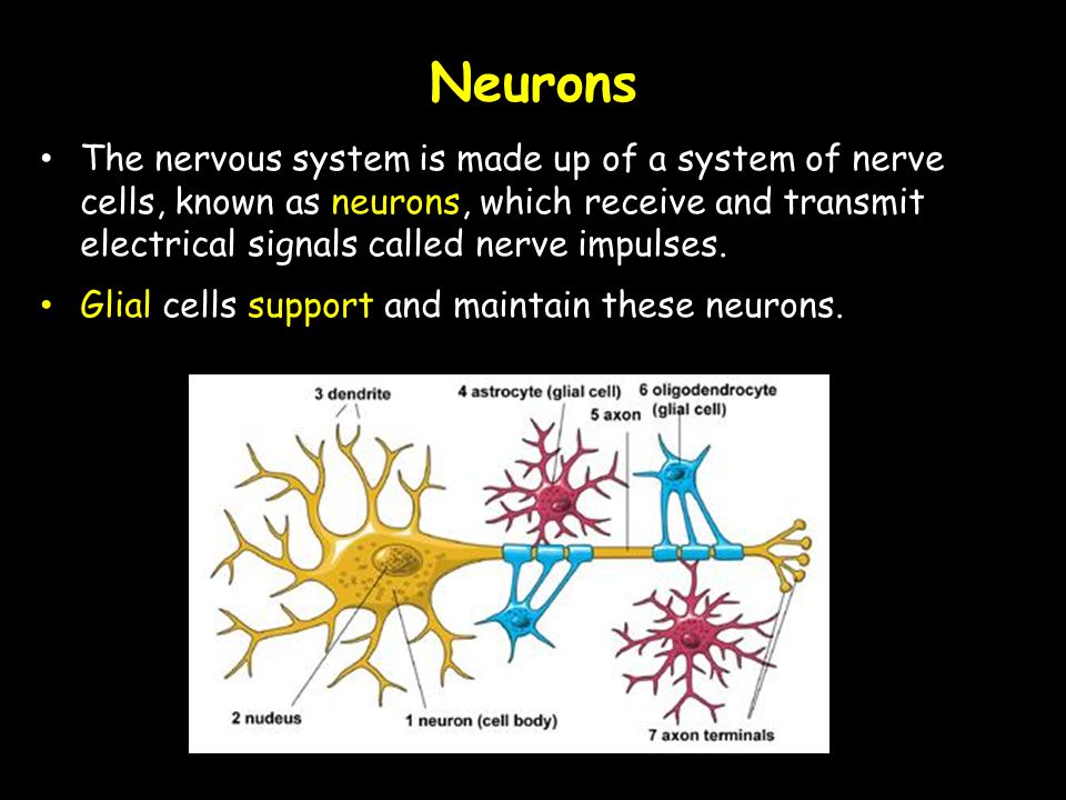 The nervous system is made up of a system of nerve cells, known as neurons, which receive and transmit electrical signals called nerve impulses.