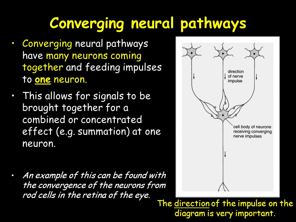 Converging neural pathways have many neurons coming together and feeding impulses to one neuron.
