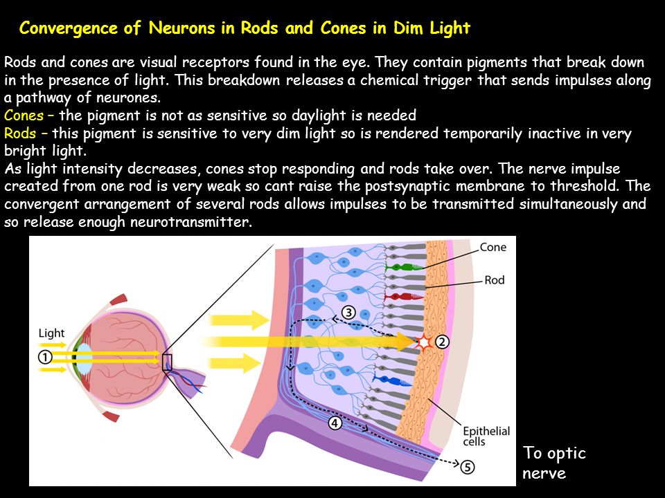 Convergence of Neurons in Rods and Cones in Dim Light Rods and cones are visual receptors found in the eye.