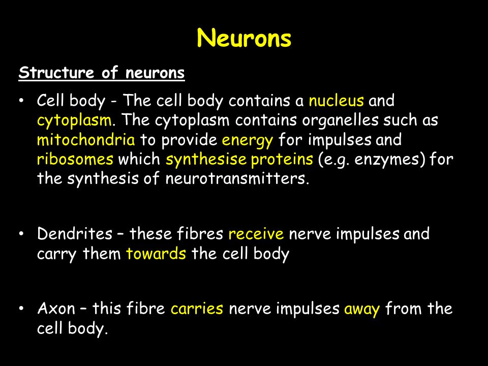 Structure of neurons Cell body - The cell body contains a nucleus and cytoplasm.