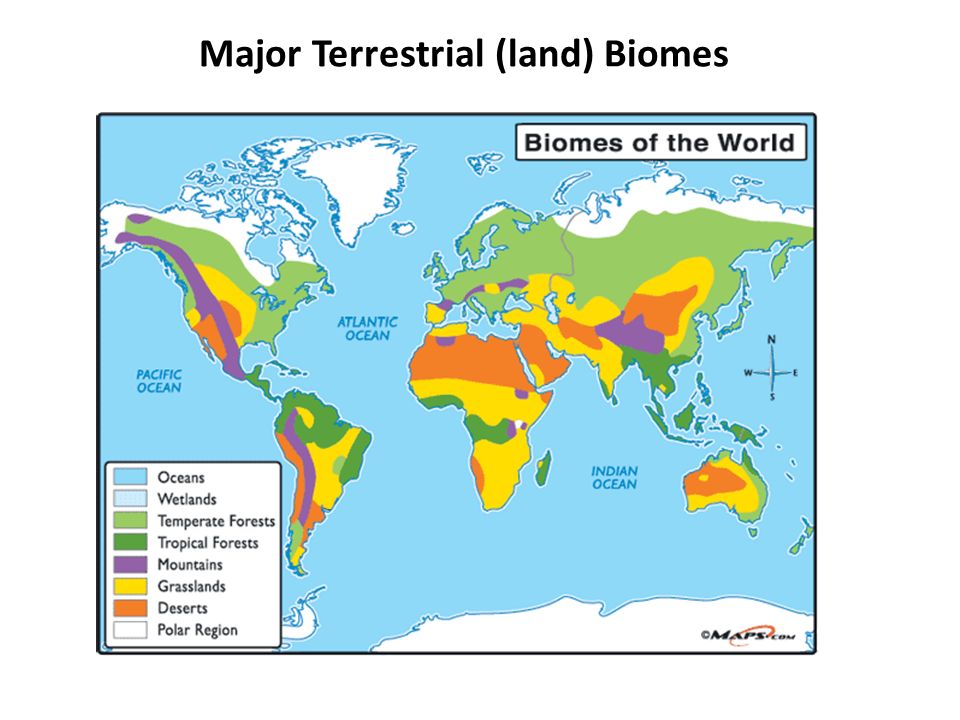 Major Terrestrial (land) Biomes.