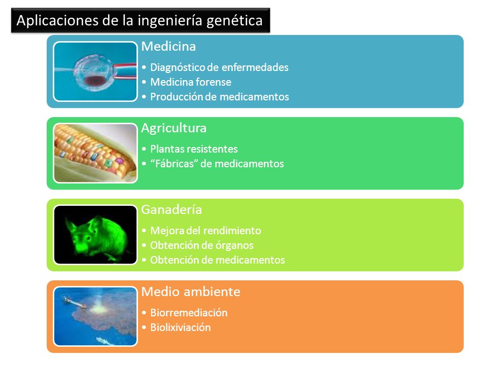 Concepto básicos sobre Ingeniería genética La ingeniería genética puede  definirse como una nueva área de investigación, nacidas de la Biología  molecular, - ppt download
