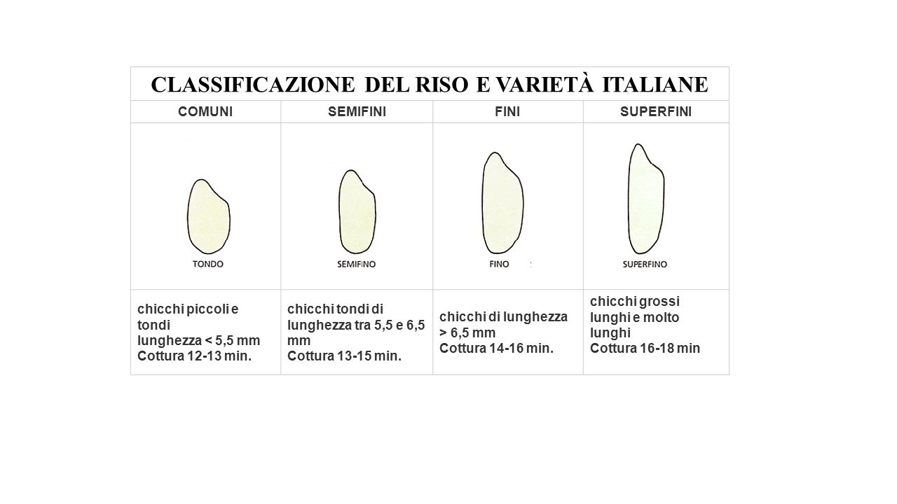 IL RISO cenni storici e importanza economica Il riso è un cereale  originario dell'Asia e la sua coltivazione è iniziata alcuni millenni prima  dell'era. - ppt download