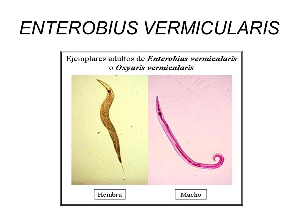 Enterobius vermicularis macho y hembra