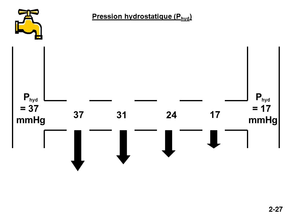 Pression hydrostatique (P hyd ) P hyd = 37 mmHg P hyd = 17 mmHg