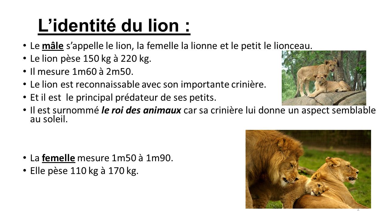 Le Lion De Candice 1 L Identite Du Lion Le Male S Appelle Le Lion La Femelle La Lionne Et Le Petit Le Lionceau Le Lion Pese 150 Kg A 2 Kg Il Le Lion De Candice 1 L Identite Du Lion Le Male S Appelle Le Lion La Femelle La Lionne Et Le Petit Le Lionceau Le Lion Pese 150 Kg A 2 Kg Il