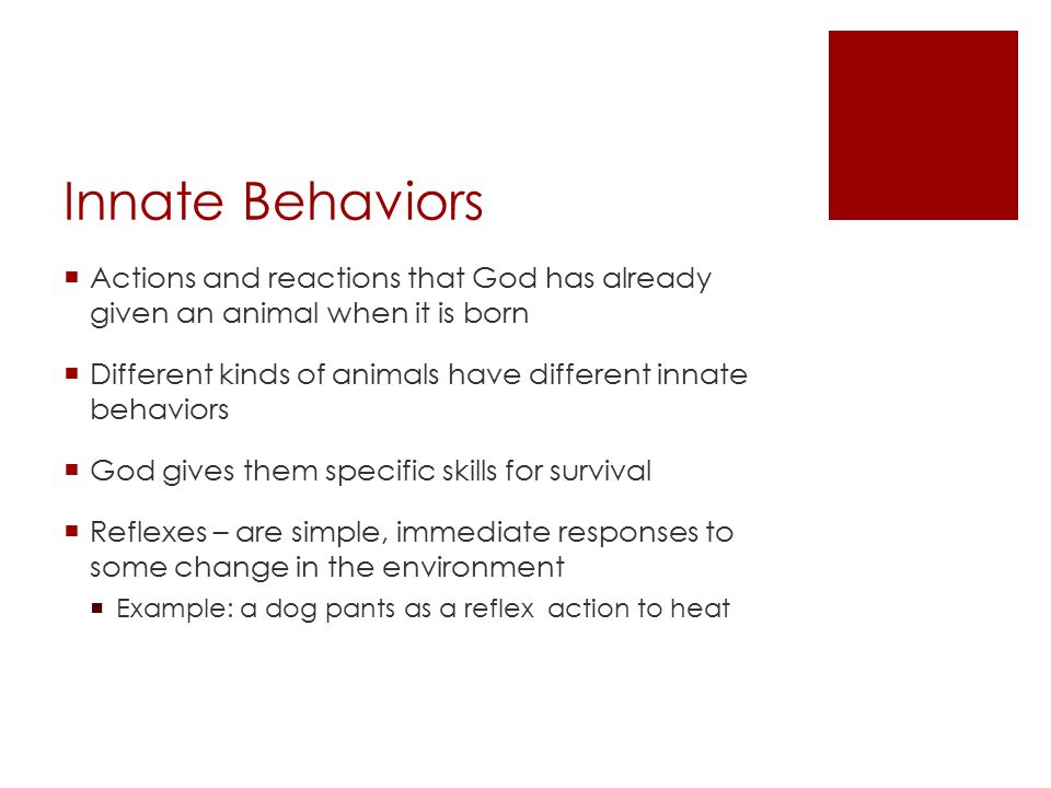 Animal Behavior.  Three major types of behavior:  Innate  Learned   Intelligent. - ppt download