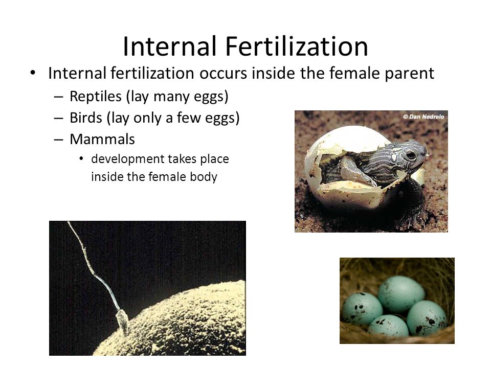 Internal vs External Fertilization & Development. - ppt download