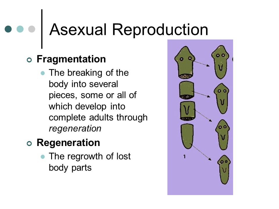 fragmentation asexual reproduction