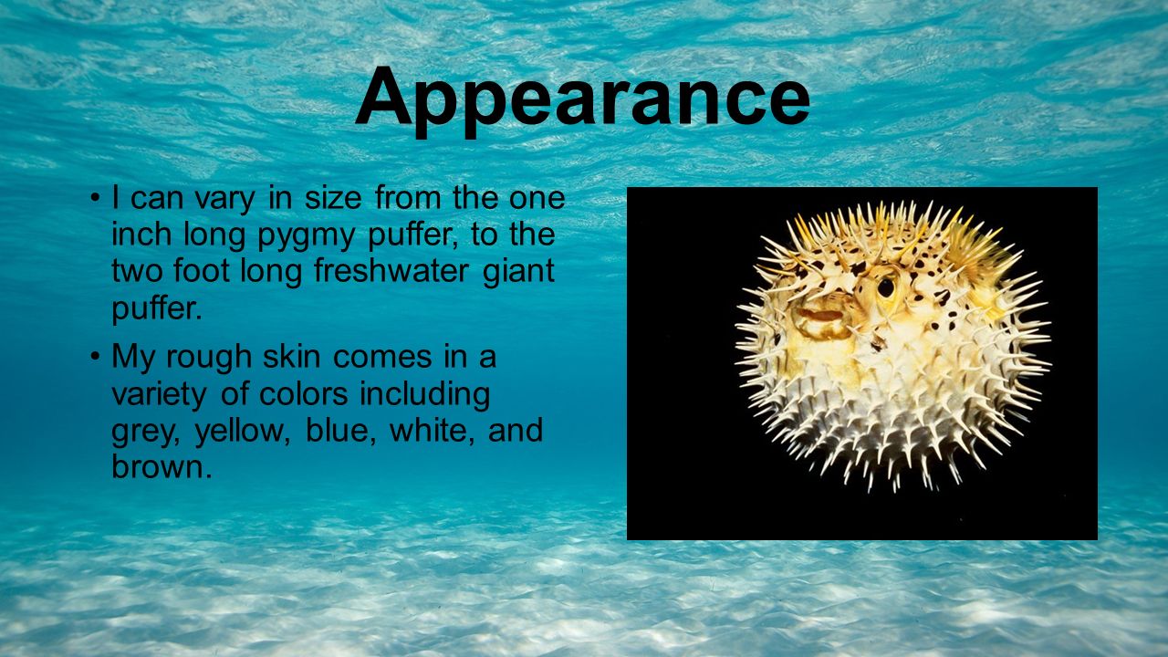 Puffer fish (Tetraodontidae) By Luise Schoenknecht and Gina Ebersole. - ppt  download