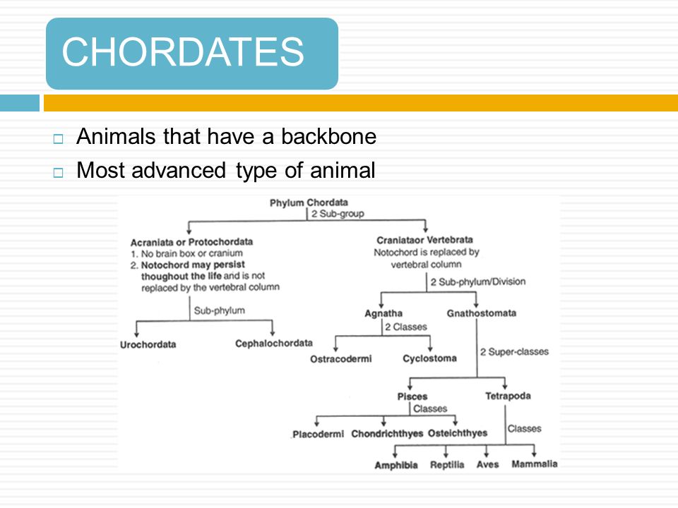 ABBOTTSCOLLEGE 1 Page 81. CHORDATES  Animals that have a backbone  Most  advanced type of animal. - ppt download