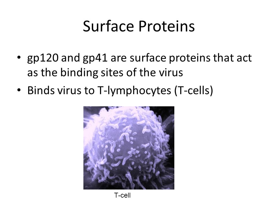 Surface Proteins gp120 and gp41 are surface proteins that act as the binding sites of the virus Binds virus to T-lymphocytes (T-cells) T-cell