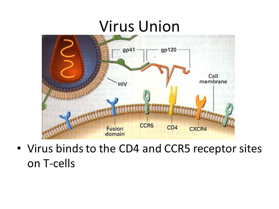 Virus Union Virus binds to the CD4 and CCR5 receptor sites on T-cells