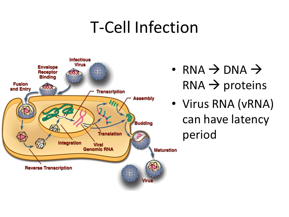T-Cell Infection RNA  DNA  RNA  proteins Virus RNA (vRNA) can have latency period