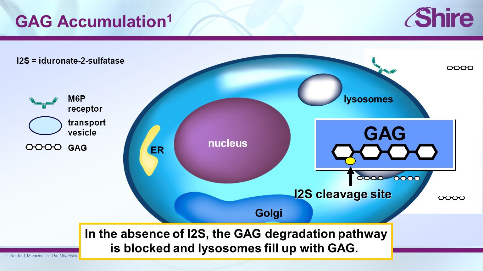 GAG Accumulation 1 GAG M6P receptor transport vesicle nucleus Golgi lysosomes ER GAG I2S cleavage site I2S = iduronate-2-sulfatase 1.