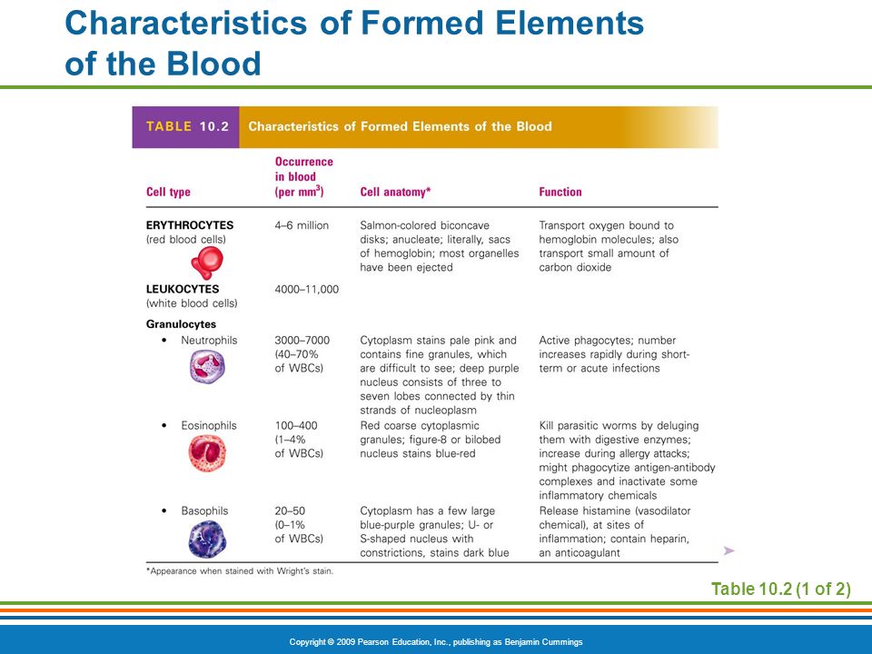Copyright © 2009 Pearson Education, Inc., publishing as Benjamin Cummings Characteristics of Formed Elements of the Blood Table 10.2 (1 of 2)