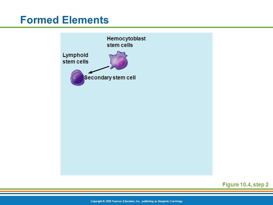 Copyright © 2009 Pearson Education, Inc., publishing as Benjamin Cummings Figure 10.4, step 2 Formed Elements Hemocytoblast stem cells Secondary stem cell Lymphoid stem cells