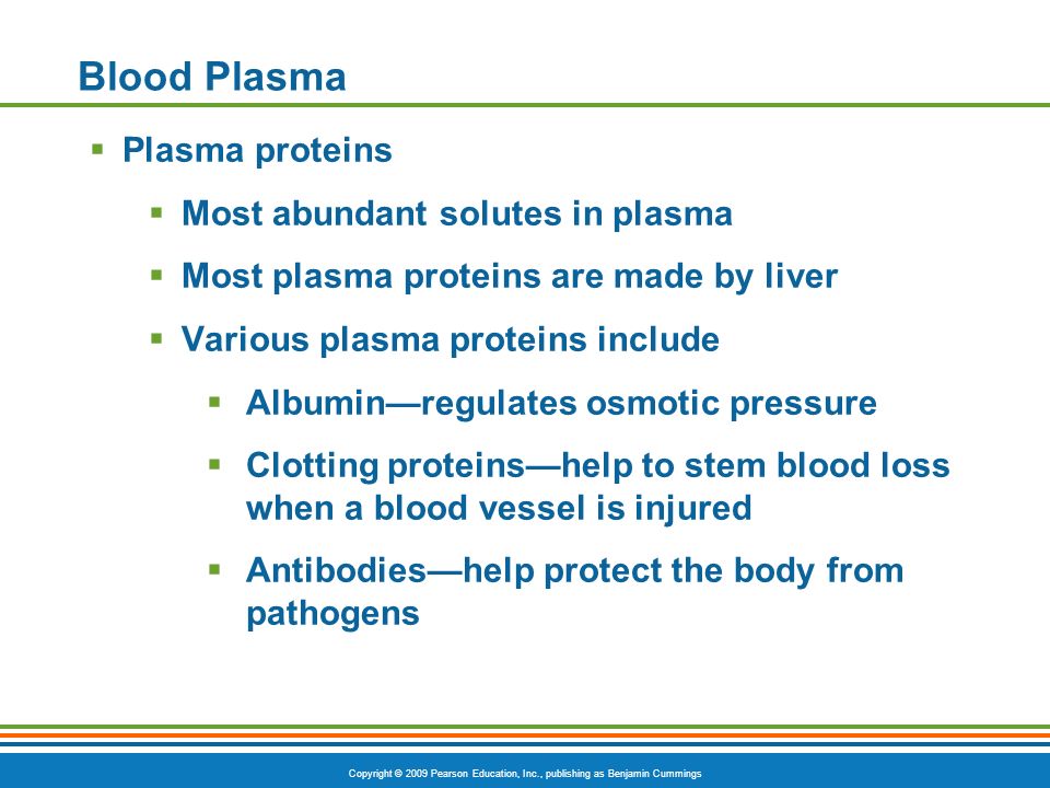 Copyright © 2009 Pearson Education, Inc., publishing as Benjamin Cummings Blood Plasma  Plasma proteins  Most abundant solutes in plasma  Most plasma proteins are made by liver  Various plasma proteins include  Albumin—regulates osmotic pressure  Clotting proteins—help to stem blood loss when a blood vessel is injured  Antibodies—help protect the body from pathogens
