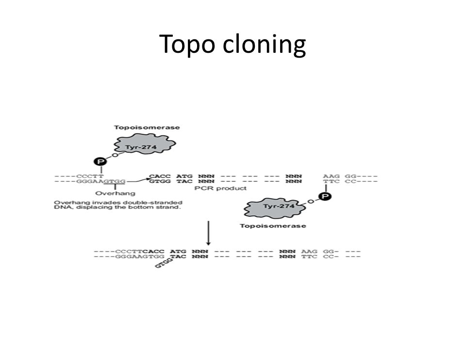 Topo cloning
