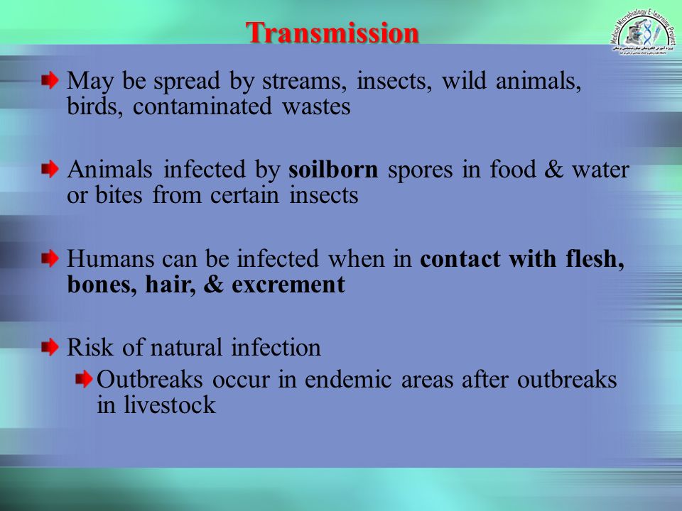 Transmission May be spread by streams, insects, wild animals, birds, contaminated wastes Animals infected by soilborn spores in food & water or bites from certain insects Humans can be infected when in contact with flesh, bones, hair, & excrement Risk of natural infection Outbreaks occur in endemic areas after outbreaks in livestock