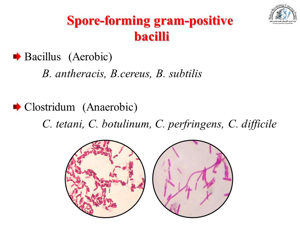 Spore-forming gram-positive bacilli Bacillus (Aerobic) B.