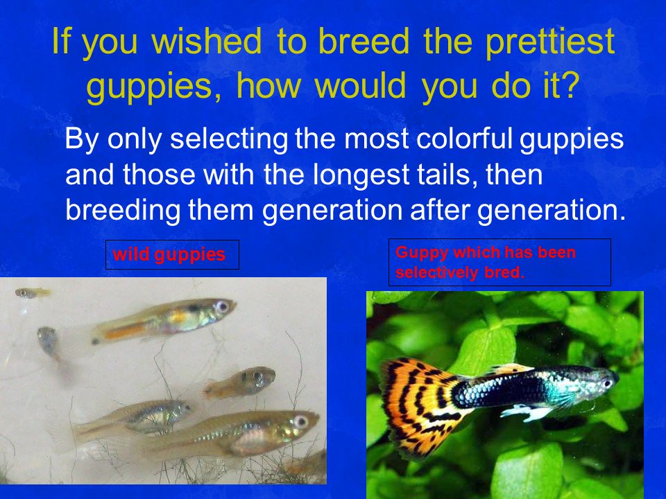 If you wished to breed the prettiest guppies, how would you do it.