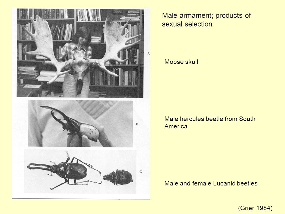 Moose skull Male hercules beetle from South America Male and female Lucanid beetles Male armament; products of sexual selection (Grier 1984)