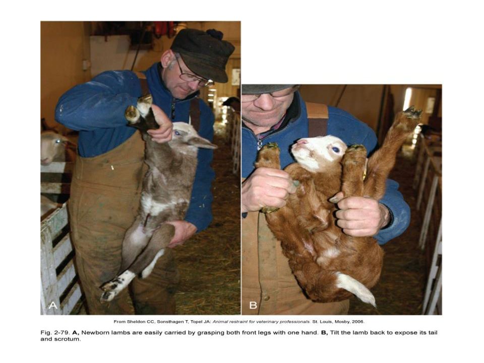 RESTRAINER FOR SHEEP LAMBS GOATS KIDS CALVES RESTRAINING IMMOBILIZE NECK & LEGS 
