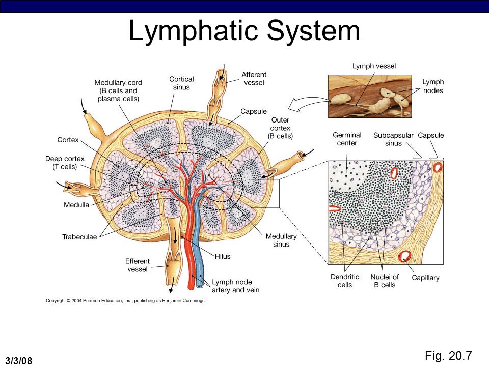Лимфоузлы структурны. Строение лимфатической системы и лимфатического узла. Схема строения лимфатического узла. Лимфатическая система. Гистологическое строение лимфатического узла схема. Внутреннее строение лимфатического узла схема.