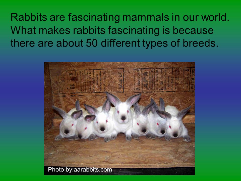 Rabbits are fascinating mammals in our world.