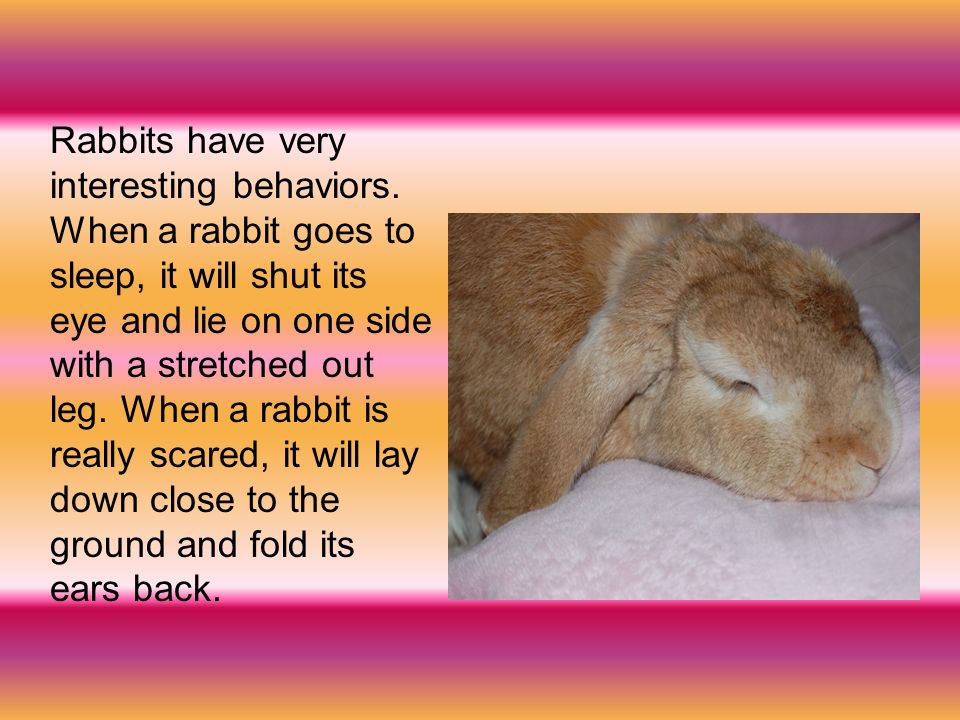 Rabbits have very interesting behaviors.
