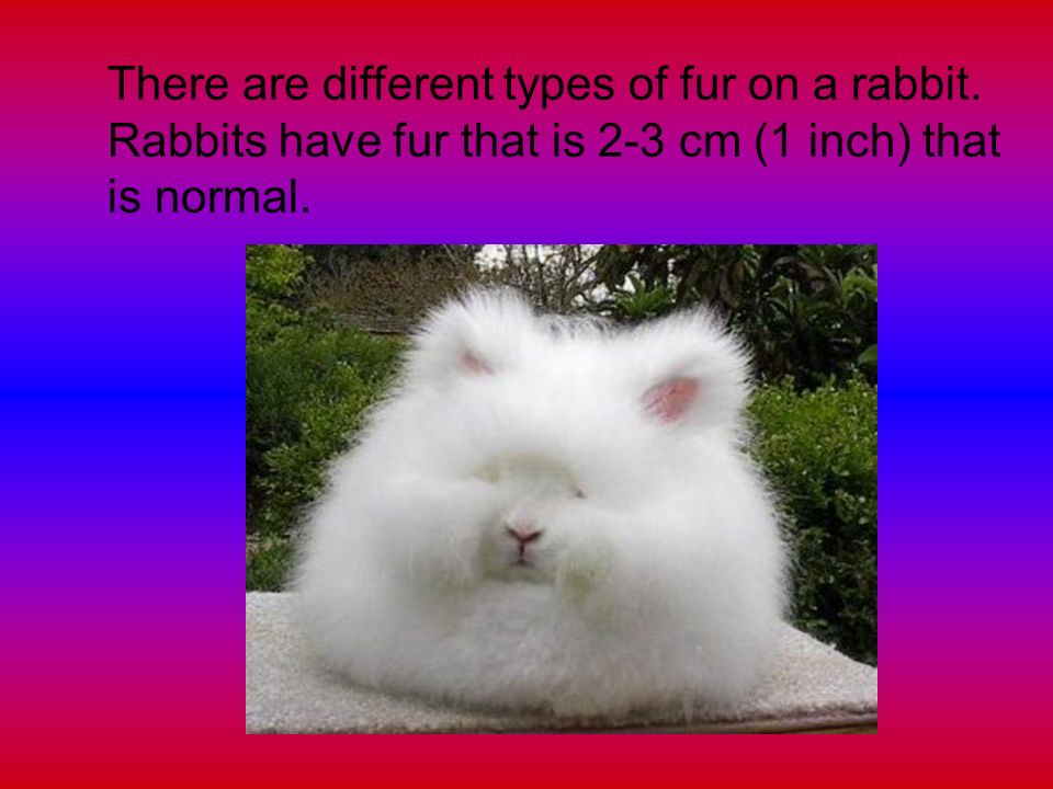 There are different types of fur on a rabbit.