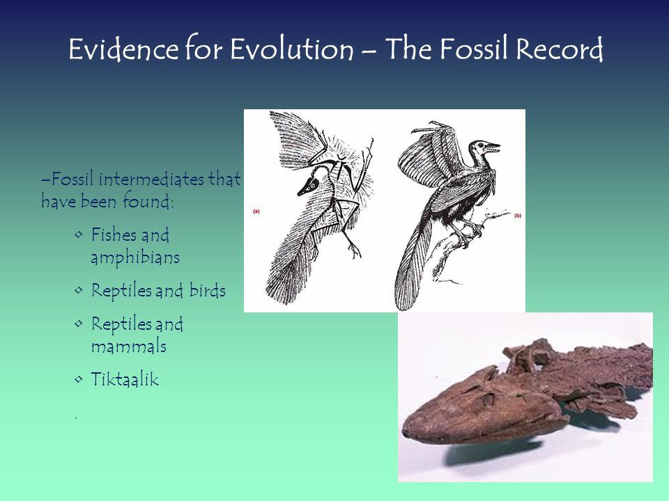 fossil evidence of evolution