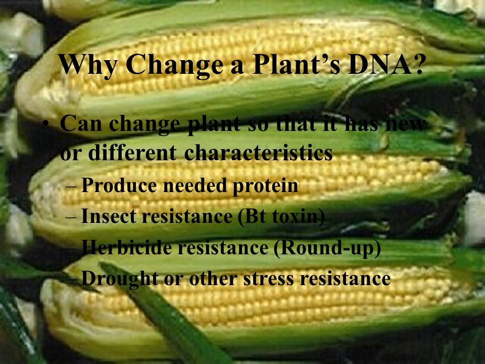 Why Change a Plant’s DNA.