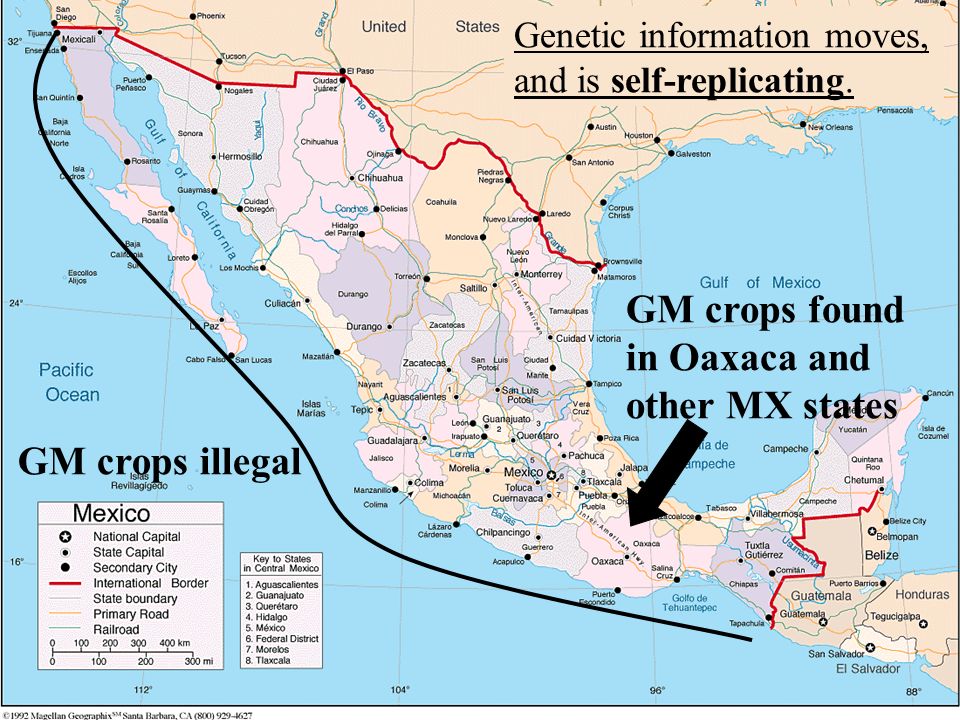 GM crops illegal GM crops found in Oaxaca and other MX states Genetic information moves, and is self-replicating.