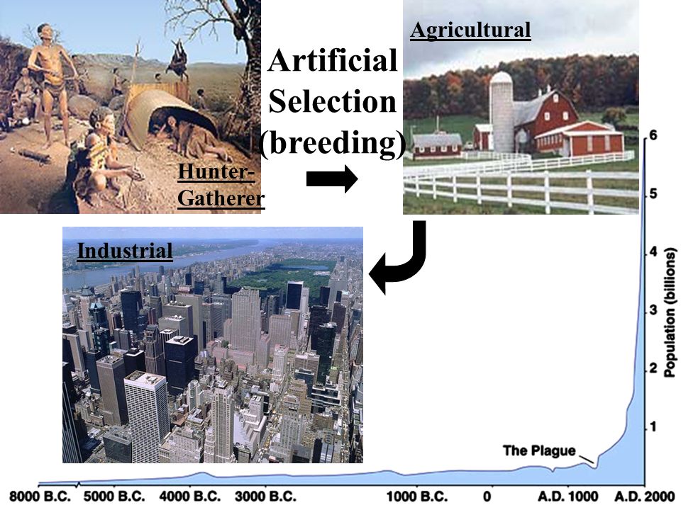 Hunter- Gatherer Agricultural Industrial Artificial Selection (breeding)