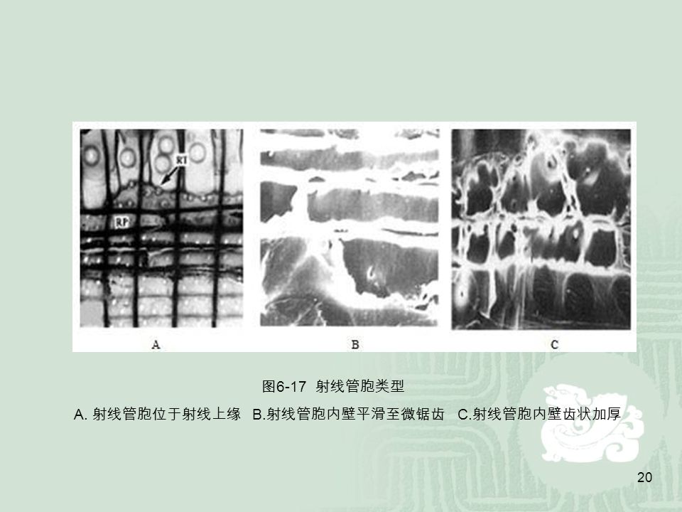 20 图 6-17 射线管胞类型 A. 射线管胞位于射线上缘 B. 射线管胞内壁平滑至微锯齿 C. 射线管胞内壁齿状加厚