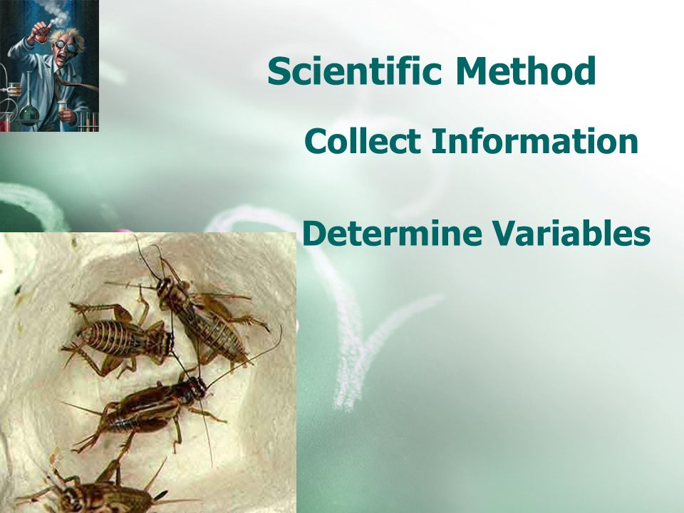 Scientific Method Collect Information Determine Variables