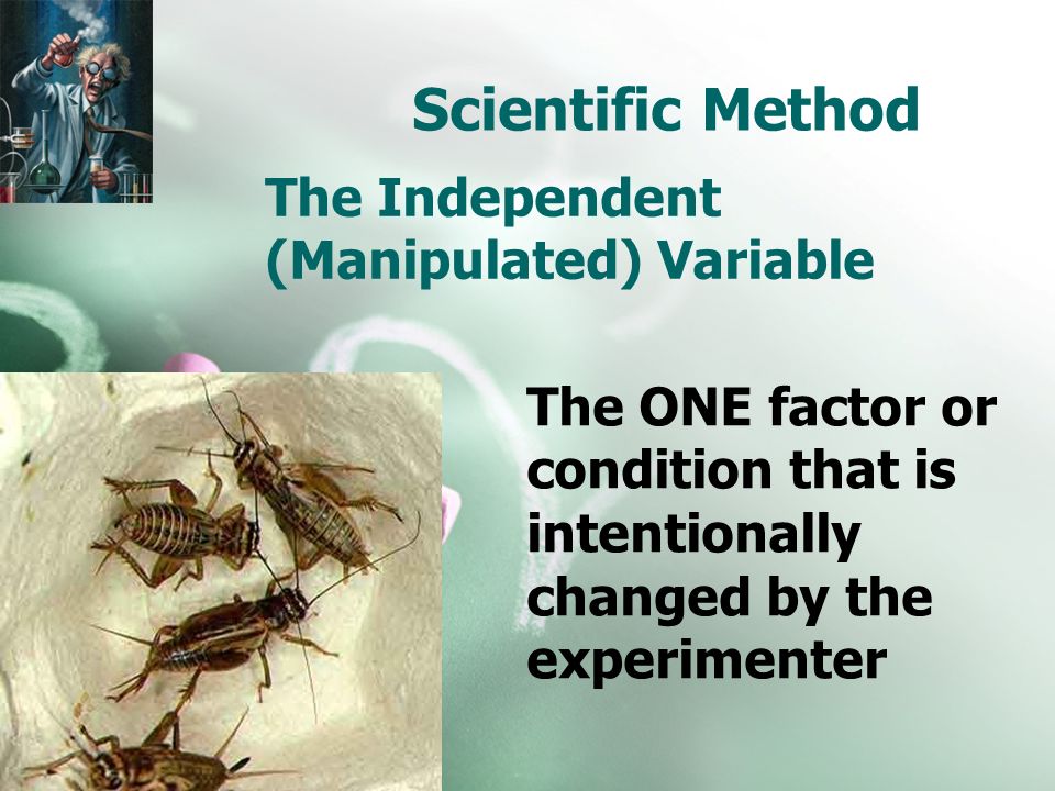 Scientific Method The Independent (Manipulated) Variable The ONE factor or condition that is intentionally changed by the experimenter