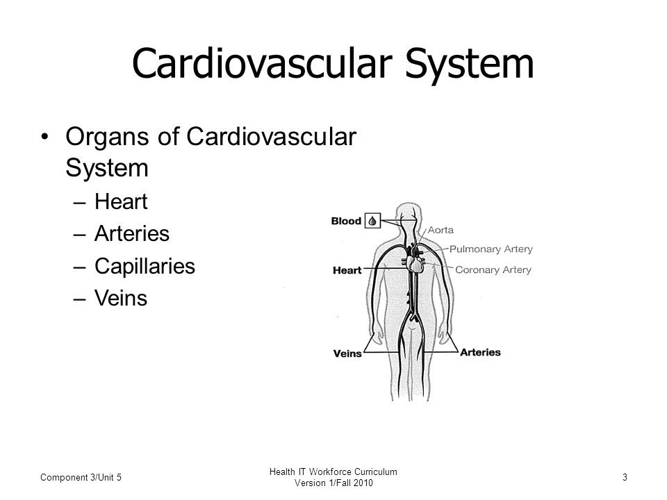 Cardiovascular System Organs of Cardiovascular System –Heart –Arteries –Capillaries –Veins Component 3/Unit 5 Health IT Workforce Curriculum Version 1/Fall
