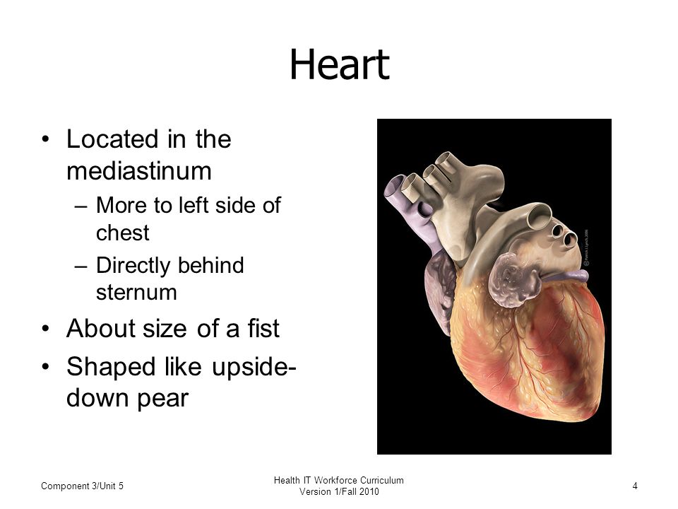 Heart Located in the mediastinum –More to left side of chest –Directly behind sternum About size of a fist Shaped like upside- down pear Component 3/Unit 5 Health IT Workforce Curriculum Version 1/Fall