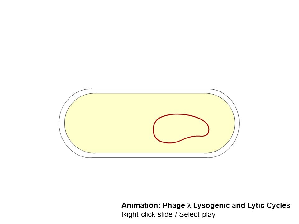 Animation: Phage Lysogenic and Lytic Cycles Right click slide / Select play