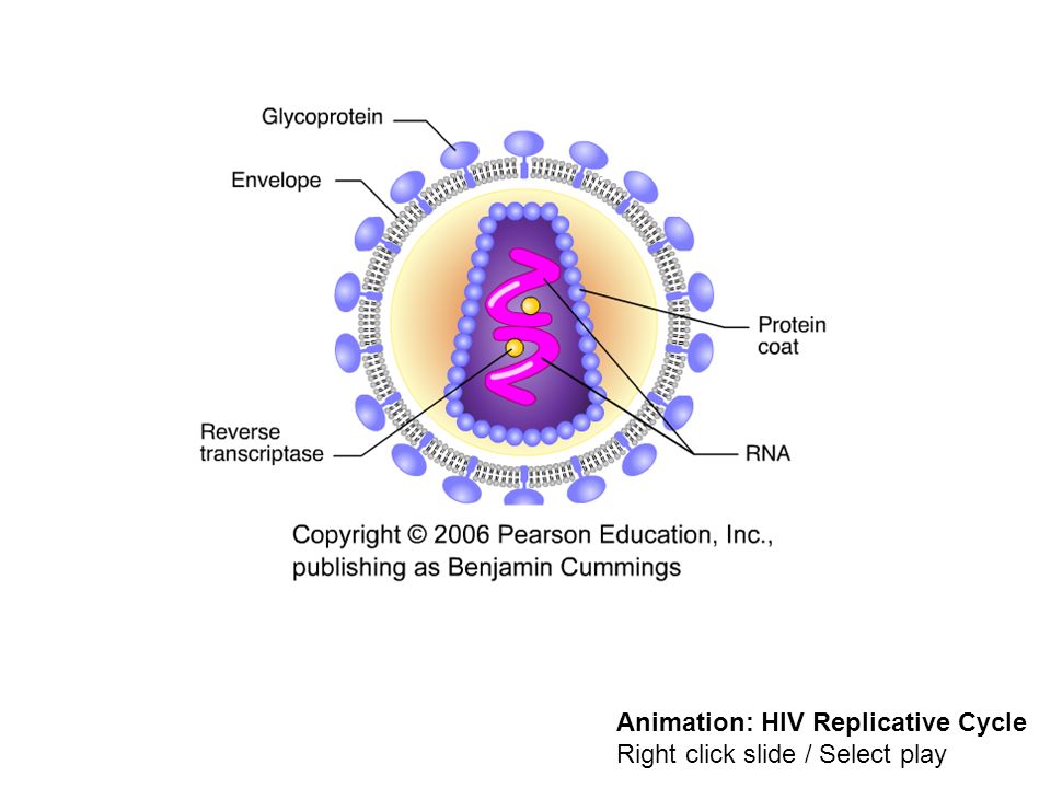 Animation: HIV Replicative Cycle Right click slide / Select play