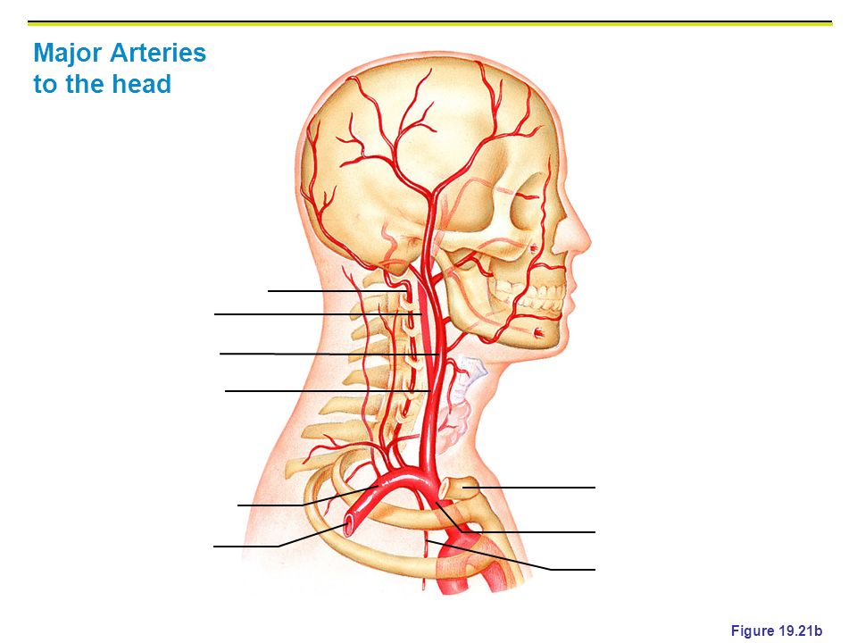 Сонные артерии на лице. Наружная Сонная артерия анатомия. Нижняя Сонная артерия анатомия. A.Carotis externa анатомия. Наружная Сонная артерия Неттер.