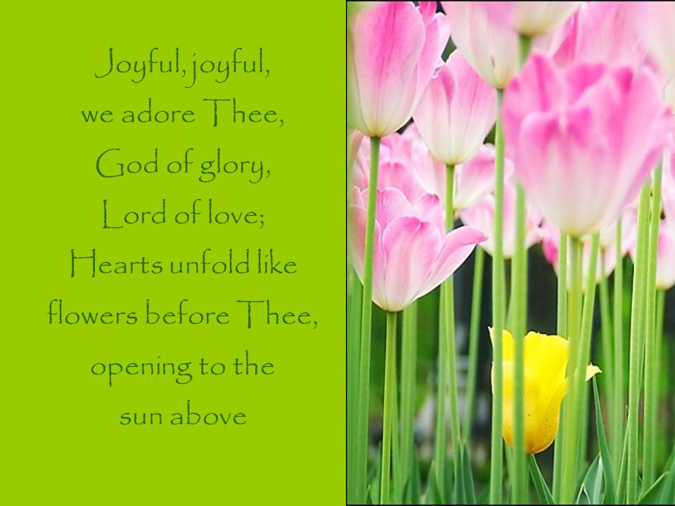 Joyful, joyful, we adore Thee, God of glory, Lord of love; Hearts unfold like flowers before Thee, opening to the sun above
