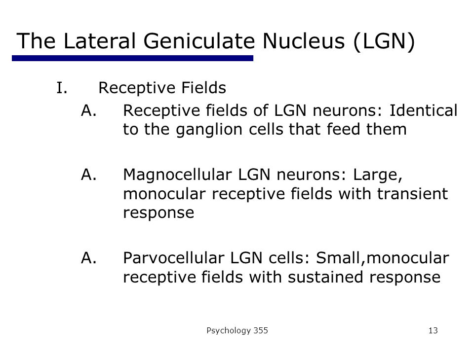 Psychology The Lateral Geniculate Nucleus (LGN) I.Receptive Fields A.Receptive fields of LGN neurons: Identical to the ganglion cells that feed them A.Magnocellular LGN neurons: Large, monocular receptive fields with transient response A.Parvocellular LGN cells: Small,monocular receptive fields with sustained response