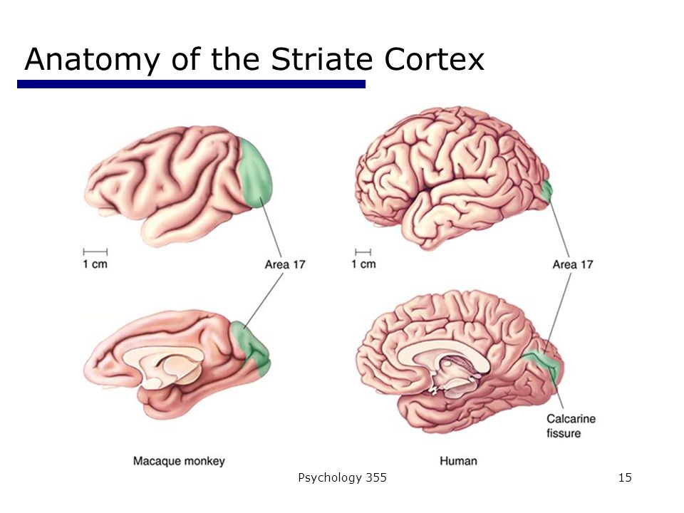 Psychology Anatomy of the Striate Cortex