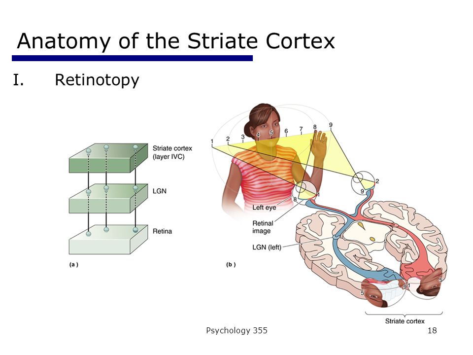 Psychology Anatomy of the Striate Cortex I.Retinotopy