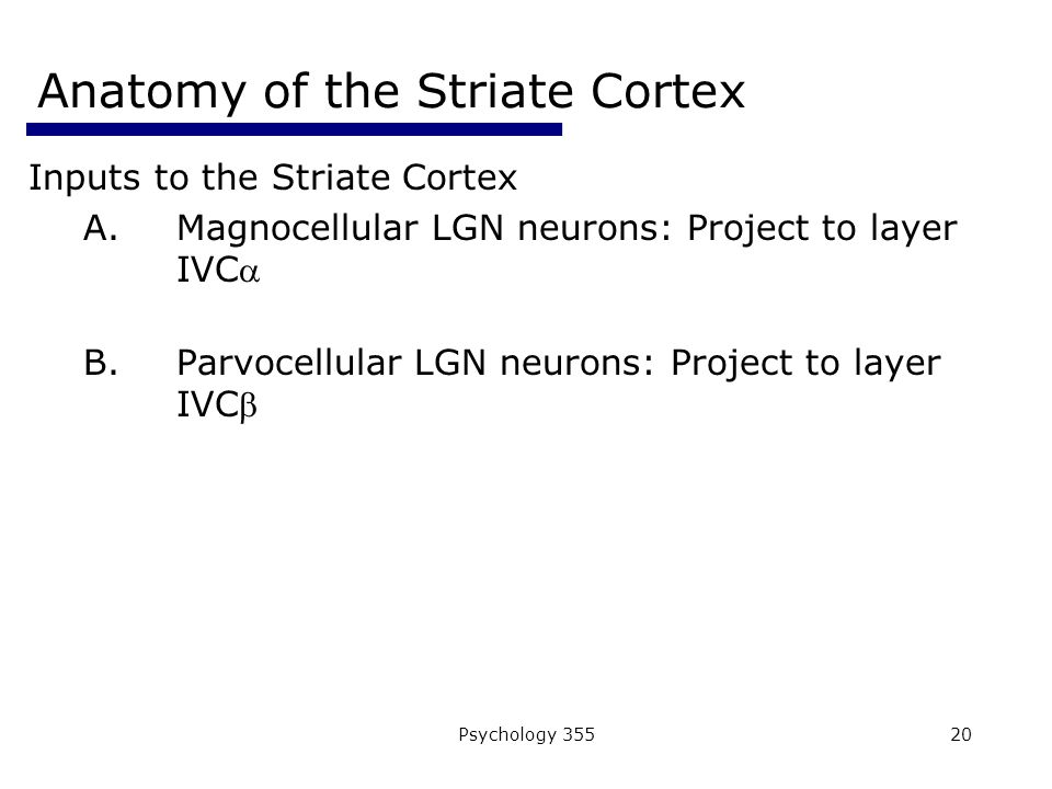 Psychology Anatomy of the Striate Cortex Inputs to the Striate Cortex A.Magnocellular LGN neurons: Project to layer IVC B.Parvocellular LGN neurons: Project to layer IVC