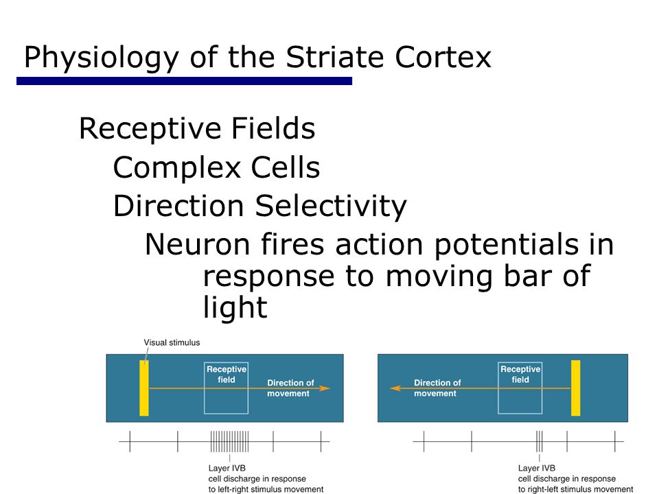 Psychology Physiology of the Striate Cortex Receptive Fields Complex Cells Direction Selectivity Neuron fires action potentials in response to moving bar of light